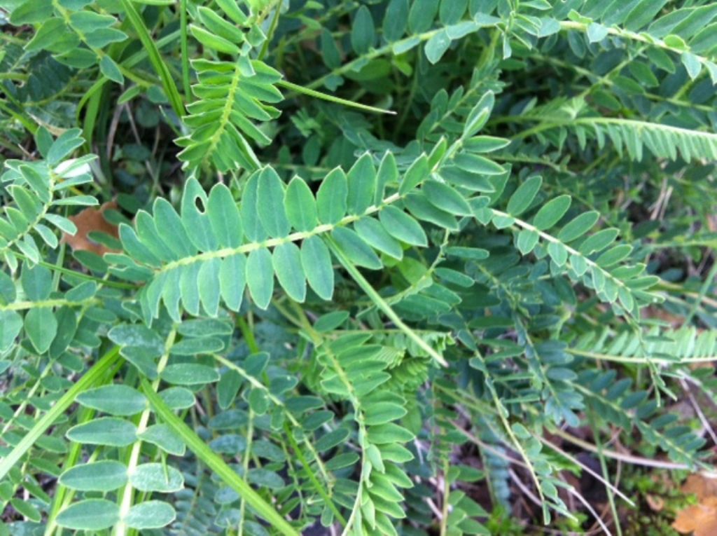 Astragalus cfr. monspessulanus